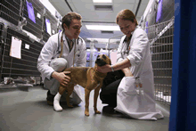 Royal Veterinary College